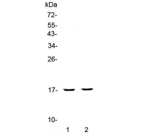 PLAC9 Antibody / Placenta-specific protein 9