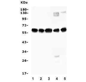 AVPR1A Antibody / V1aR