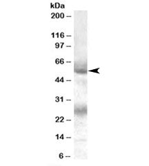 FLVCR Antibody