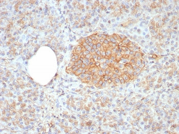 IHC staining of FFPE human pancreas tissue with CD99 antibody (clone rMIC2/8358). HIER: boil tissue