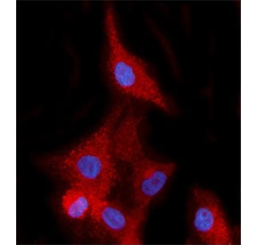 EHD2 Antibody