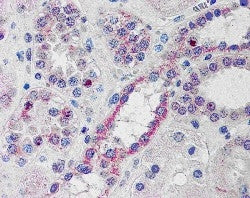 NOXO1 Antibody