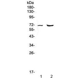 PMEL17 / Melanoma gp100 Antibody