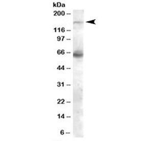 NOS1 Antibody
