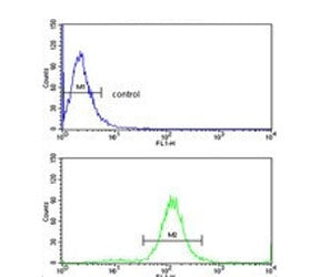 TSH beta Antibody / TSHB