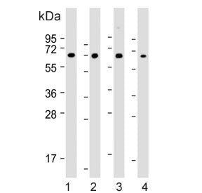 COL8A2 Antibody