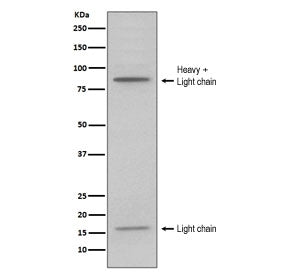 MPO Antibody / Myeloperoxidase