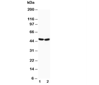 FOXP3 Antibody