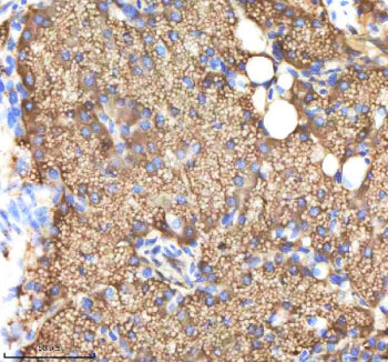 IHC staining of zebrafish Ndr1 protein using Zebrafish Ndr1 antibody, HRP-labeled secondary and DAB