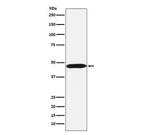 ACTL6A Antibody / BAF53A