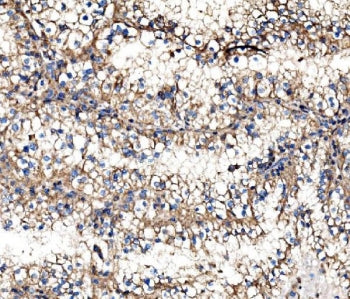 IMPDH1 Antibody / IMP dehydrogenase 1