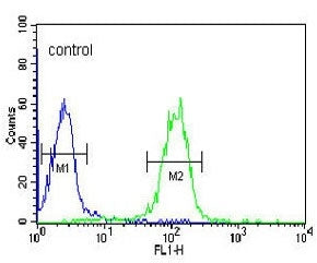 GZMB Antibody / Granzyme B