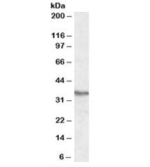 Western blot testing of HEK293 lysate with PPP4C antibody at 0.3ug/ml. Predicted molecular weight: ~