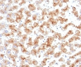 IHC staining of FFPE human liver tissue with Apolipoprotein D antibody (clone APOD/3415). HIER: boil