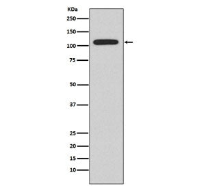 NFAT2 Antibody / NFATC1