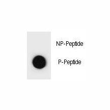 TSC1 Antibody (phospho-S1080)