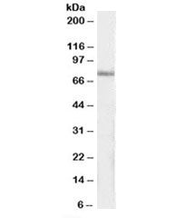 IP3KC Antibody