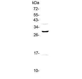 GPR40 Antibody