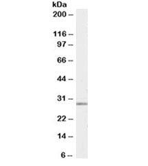 Western blot testing of human breast lysate with MMP7 antibody at 0.03ug/ml. Predicted molecular wei