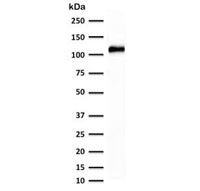 Cadherin 16 Antibody