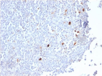 IgM Heavy Chain Antibody