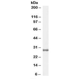 COMT Antibody