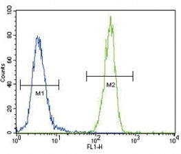 FOXP3 Antibody
