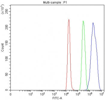 SMARCB1 Antibody / BAF47 / INI1