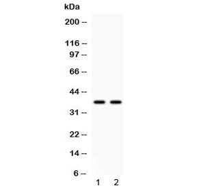 Annexin VIII Antibody