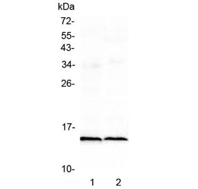 Fabp3 Antibody (cardiac)