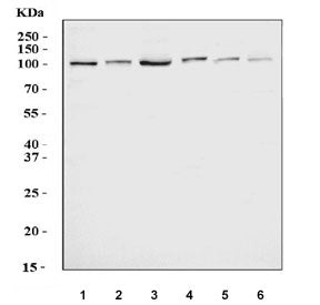 DNMT3B Antibody