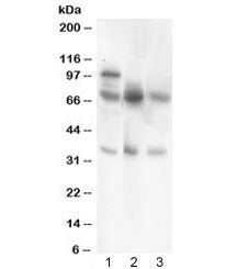 GAD67 Antibody