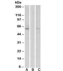 MKRN1 Antibody