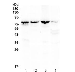 Calpain 2 Antibody / CAPN2