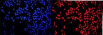 Immunofluorescent staining of FFPE human MCF7 cells with HMGN2 antibody (red) and DAPI nuclear stain