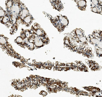 Rex1 Antibody / ZFP42