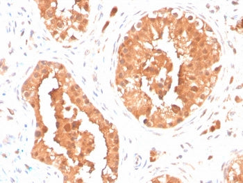 DAZL Antibody
