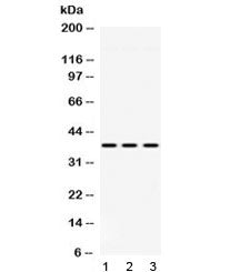 GNB1 Antibody