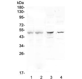 CFP Antibody / Properdin