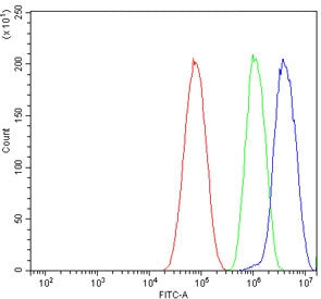 Clathrin heavy chain Antibody / CLTC
