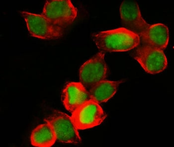 MCM7 Antibody