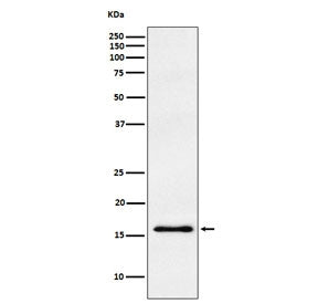 Gamma Synuclein Antibody / SNCG