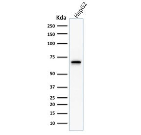 Western blot testing of human HEPG2 cell lysate with COX2 antibody. Predicted molecular weight ~69 k