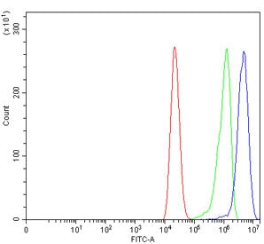 DNMT3B Antibody
