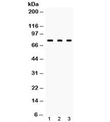 Transglutaminase 2 Antibody