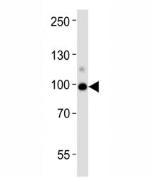 ACE2 Antibody
