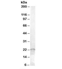 ASF1A Antibody