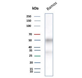 Western blot testing of human Ramos cell lysate with recombinant CD27 antibody. Predicted molecular