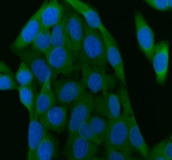 Immunofluorescent staining of FFPE human HeLa cells with SIP antibody (green) and DAPI nuclear stain