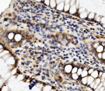 MED4 Antibody